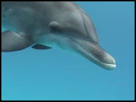 Atlantic Spotted Dolphin closeup